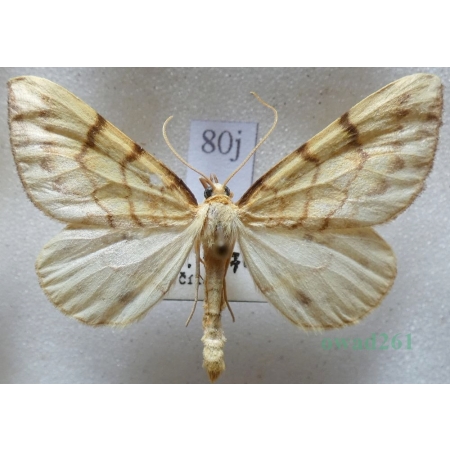 Eulithis mellinata (Fabricius, 1787) male Nacinek żółcieniak Czech80j